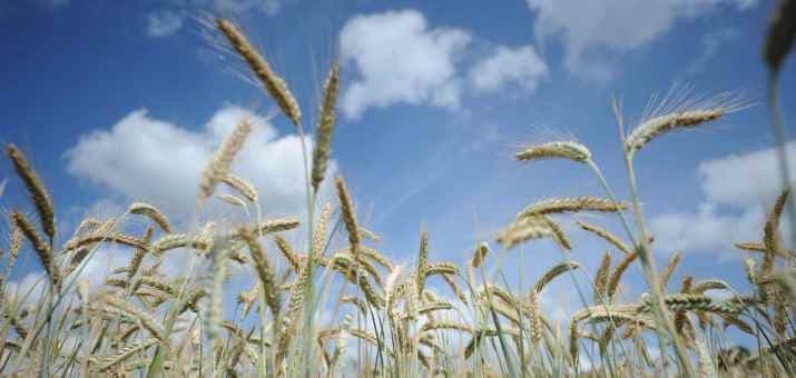 Image d'illustration pour Un retour du soleil synonyme de rhume des foins 